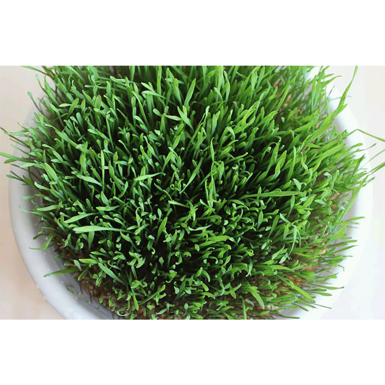 Eschenfelder Wheatgrass Sieve 9 inches (23cm)