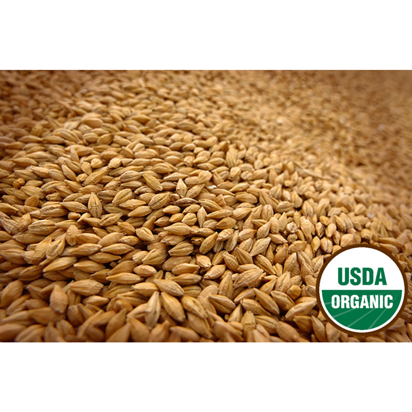 WHEAT BERRIES Hard White Spring 25 Lbs