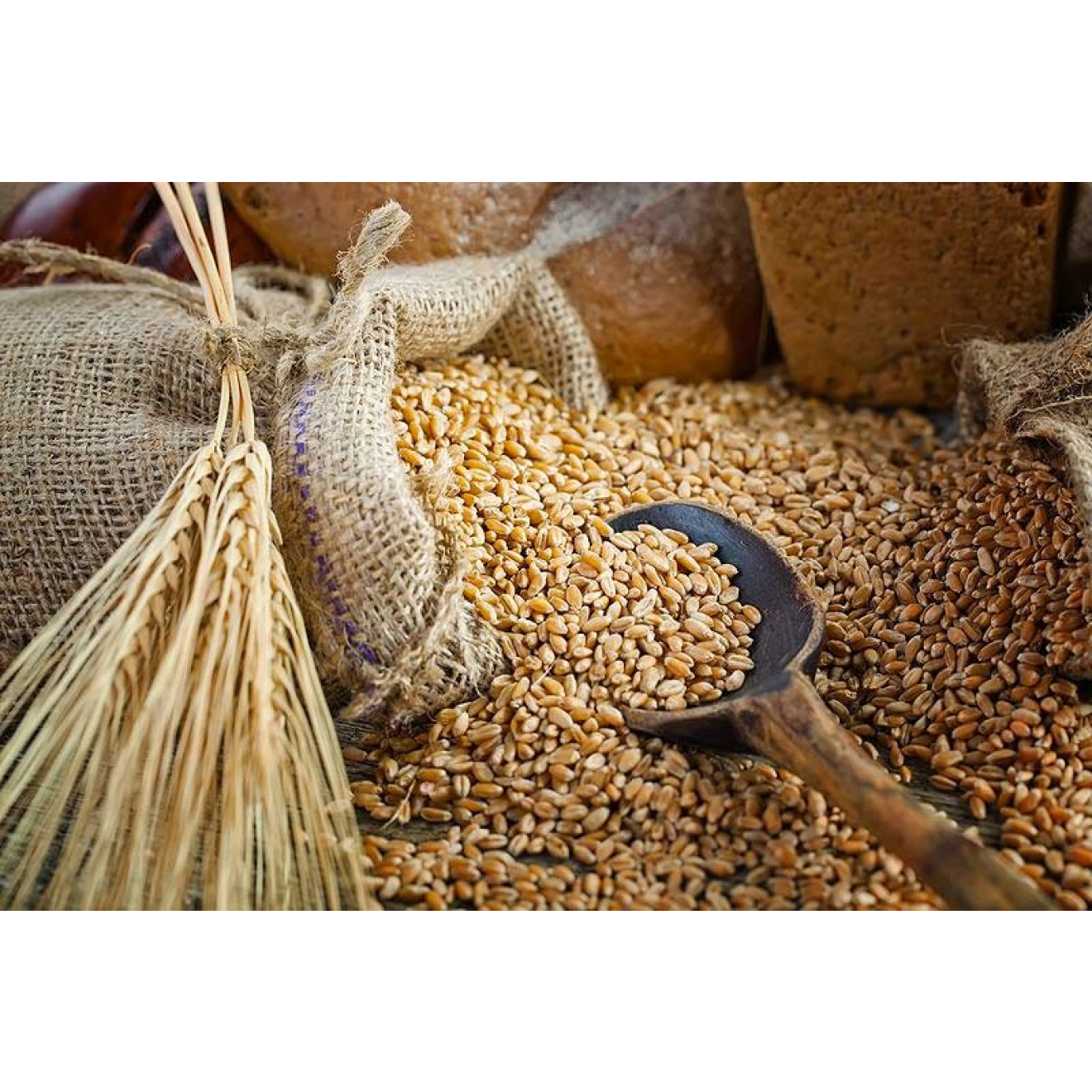 WHEAT BERRIES Hard Red Winter 10 Lbs