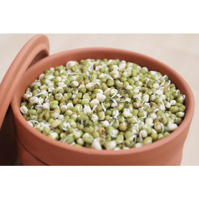 hawos Clay sprouting pot