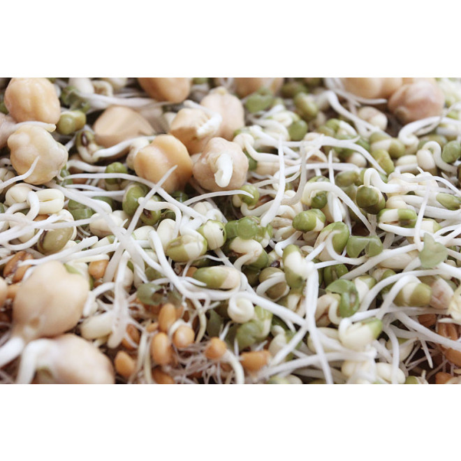 hawos Toni terracotta Sprouter