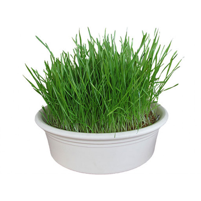 Eschenfelder Wheatgrass Sieve 9 inches (23cm)