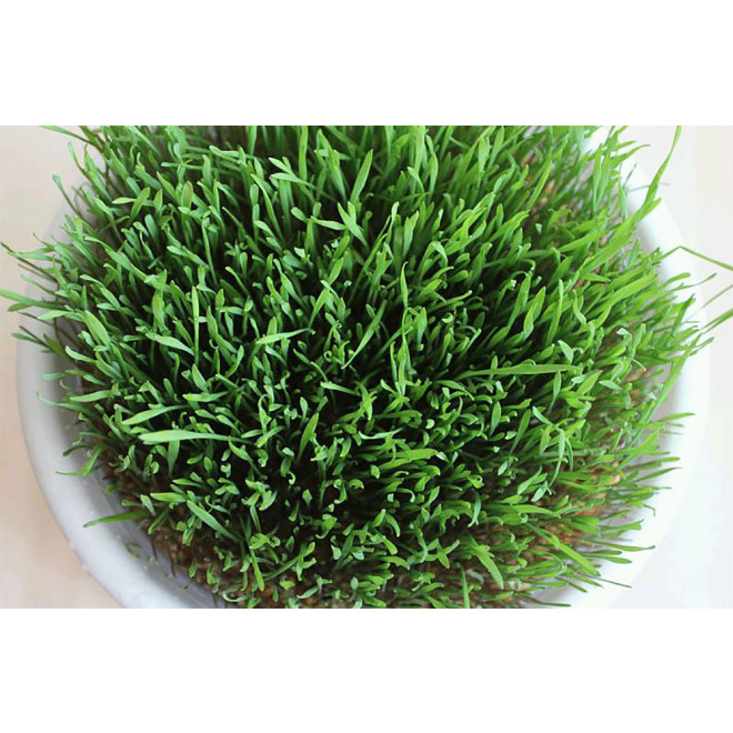 Eschenfelder Wheatgrass Sieve 9 inches (23cm)