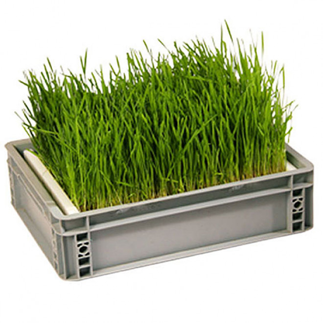 Large germinating box with sieve G