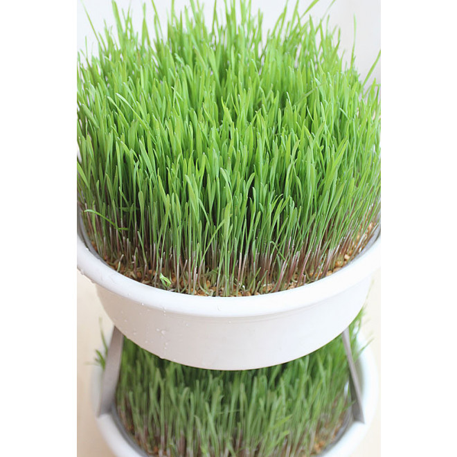 Stacking aid for Eschenfelder Wheatgrass Sieve