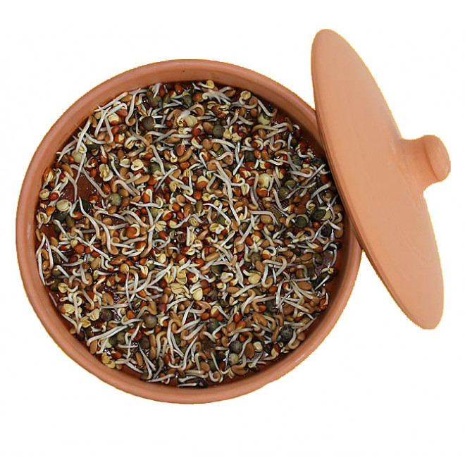 hawos Toni terracotta Sprouter