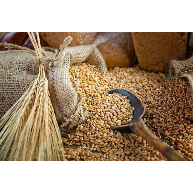 WHEAT BERRIES Hard Red Winter 25 Lbs