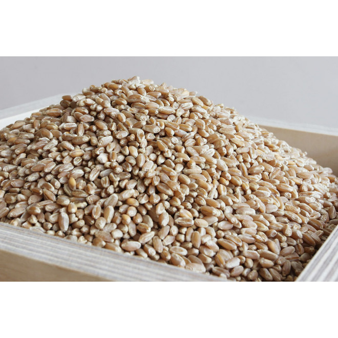 Electric Grain Mill hawos Pegasus