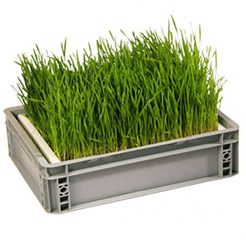 Small germinating box with sieve G