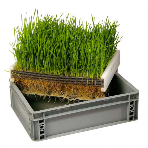 Germinating Boxes