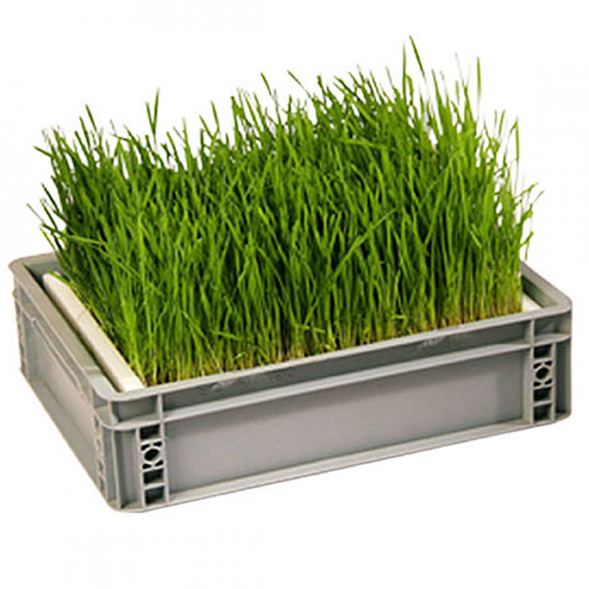 Large germinating box with sieve G