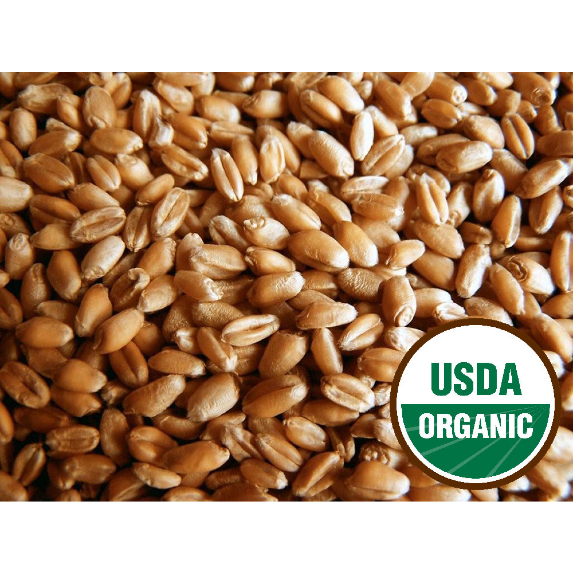 WHEAT BERRIES Hard Red Spring 3 Lbs