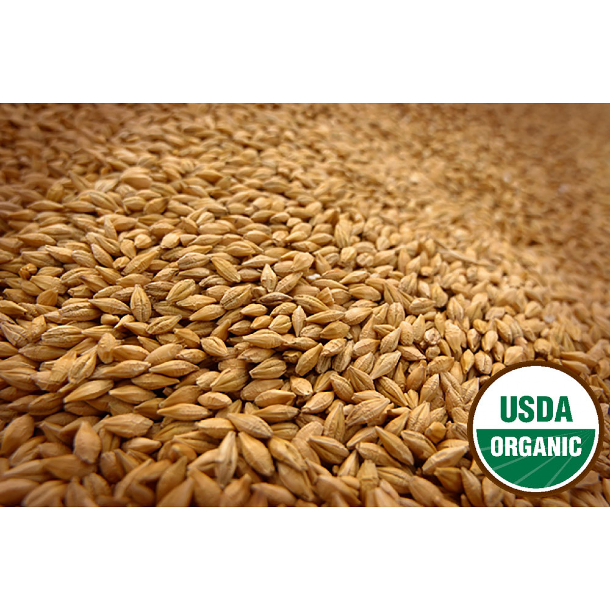 WHEAT BERRIES Hard White Spring 25 Lbs